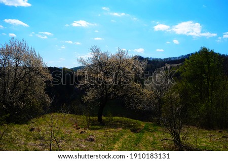 blooming cherry trees on a sunny day. Seasonal background. Flowering in spring time. Scenic image of trees in dramatic garden. Beauty of earth, Ukraine.