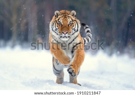 jumping tiger on the snow Royalty-Free Stock Photo #1910211847