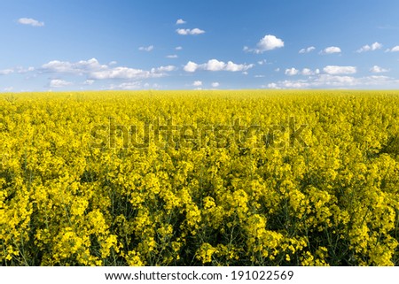 Yellow field rapeseed in bloom and cloudy sky