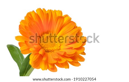 Calendula. Marigold flower with leaf isolated on white background