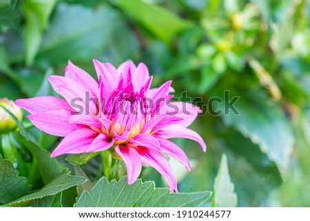 A Close-up of a pink Chrysanthemum flower is blooming in the garden. Nature background with copy space for text.