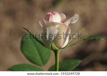 closed up white rose with pink line on top of its petal by natural light