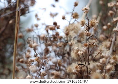 Soft, light blue and beige autumnal shades. Dried winter flowers in the hedgerow. The light behind gives a dreamy uplift. Abstract warm neutrality. Natural background with text space.  Zen like.
