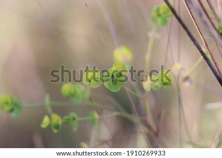 Tiny lime green leaves contrast with a dreamy beige background. Dreamy and uplifting.