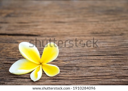 White yellow flower plumeria or frangipani on crystalline water. Spa meditation mood, plumeria or frangipani on peace nature. Spa and wellness background 