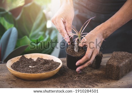 The man use coco peat to grow plants without soil. Royalty-Free Stock Photo #1910284501