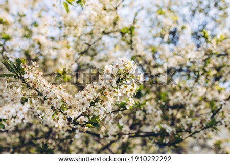 Fresh cherry tree branch with white flowers in a garden, against blue sky. Spring concept. Moody picture, soft selective focus, copy space