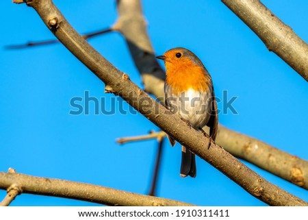 Robin redbreast ( Erithacus rubecula) bird a British garden songbird with a red or orange breast often found on Christmas cards and showing a clear blue sky, stock photo image