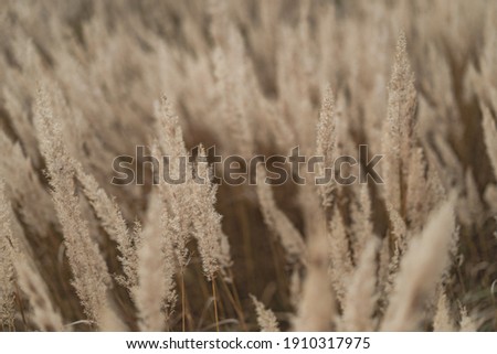 natural background, field of spikelets.
