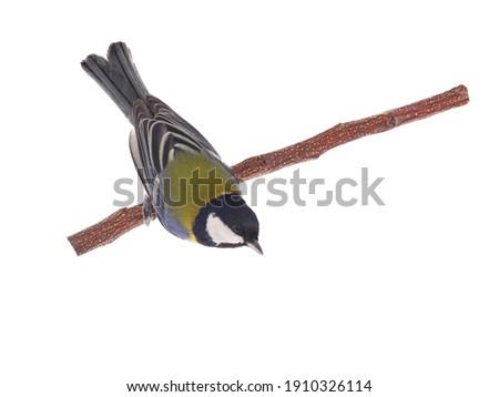 great tit sits on a tree branch isolated on white background