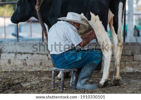 old man sitting while extracting cow's milk. He wears blue pants and a white shirt. mexican stable