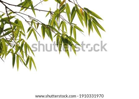 Bamboo leaves foreground isolated on white background with clipping path Royalty-Free Stock Photo #1910331970
