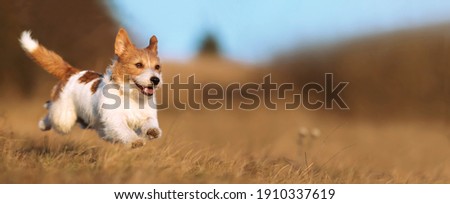 Playful happy cute smiling pet dog puppy running, jumping in the grass. Web banner. Royalty-Free Stock Photo #1910337619