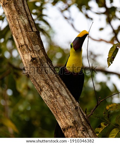 Chestnut-mandibled toucan sits on a tree Costa Rica