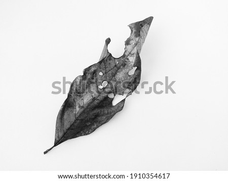 Photo of dry leaf in black and white.