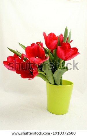 red tulips on the neutral   background