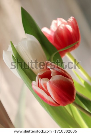 Closeup picture of a bouquet of colorful tulips 