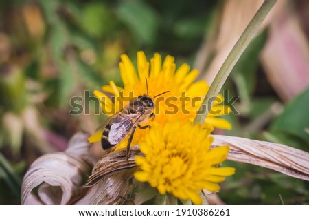 Bumblebee pollinates yellow flower. Sunny day.