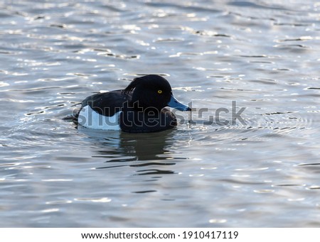 A Male Tufted Duck swimming in water.