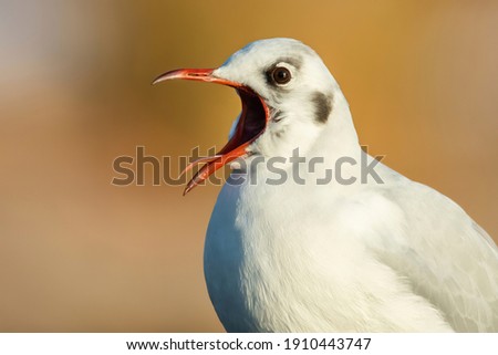 Black-headed gull (Chroicocephalus ridibundus), with beautiful green coloured background. Colorful water bird with white feather sitting near the river. Wildlife scene from nature, Czech Republic