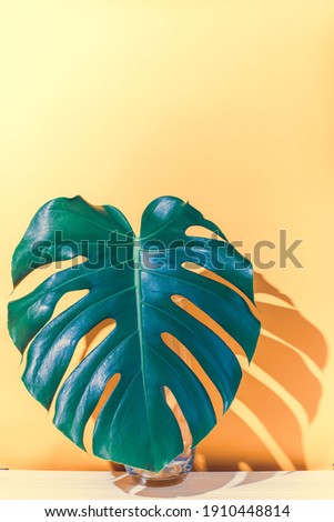 Monstera leaf on the yellow background.
