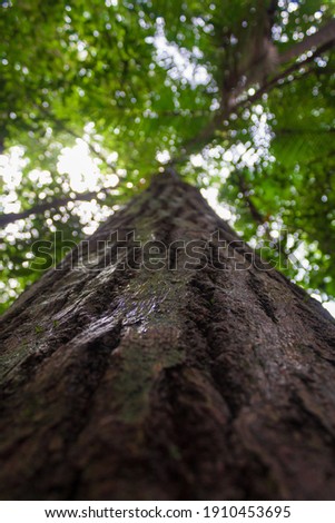 Old Big tree on Rain forest