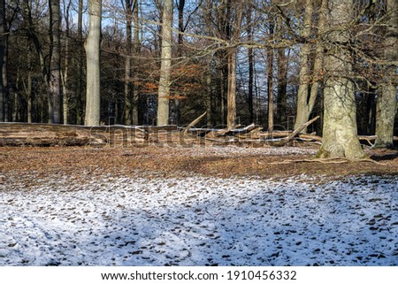 A winter photo of a beech forest. Picture from Lund, southern Sweden Royalty-Free Stock Photo #1910456332