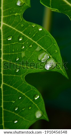 Beautiful close up water drops on a green leaf with veins , macro photography in the nature.