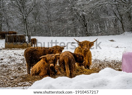 Highland cattle in a winter landscape covered with snow. Picture from Scania county, Sweden