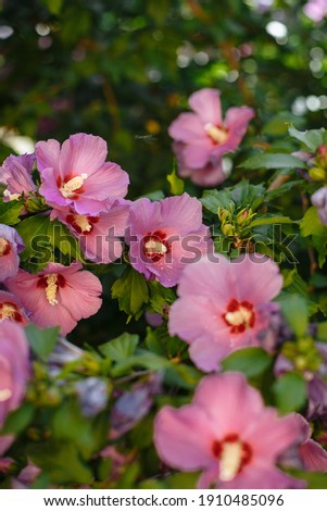 pink flowers on a background of green leaves