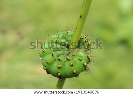 A dangerous and poisonous caterpillar coiled on a stem of a flower.