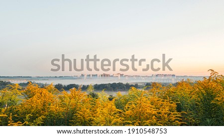 Town Oryol in the morning before dawn in the fog, Solidago canadensis blossoms with bright yellow flowers