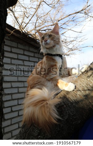 red cat Maine coon on a tree