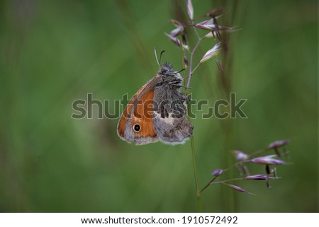 Coenonympha pamphilus, the small heath. Royalty-Free Stock Photo #1910572492