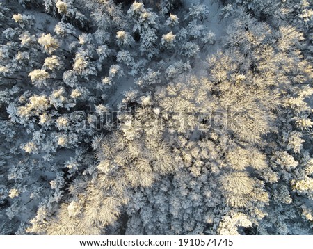 Winter Weather Forest in Sweden 