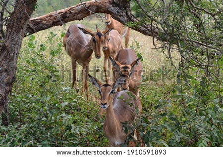 Group of Antilope walking behind durring the bush Africa