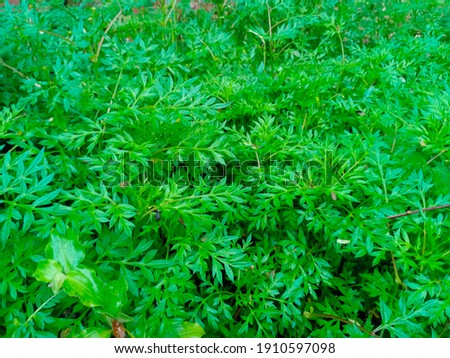 my natural green wallpaper for laptop or smartphone