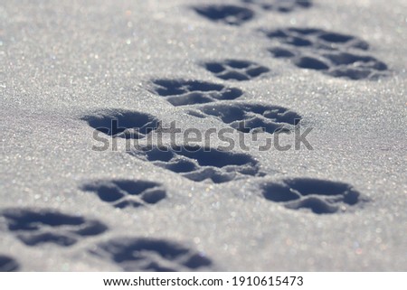 Closeup of red fox footprints in snow