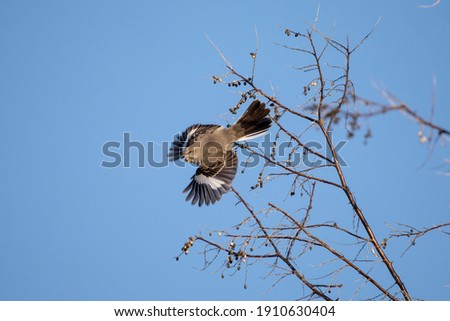 Northern Mockingbird in winter sunny morning