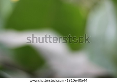 White and green abstract background bokeh from natural