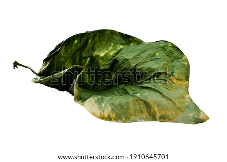 Dry leave isolated on white background