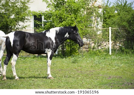 funny horse grazing in field