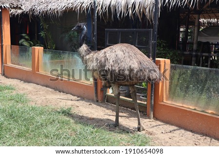 The common ostrich. is a species of large flightless bird native to certain large areas of Africa.
