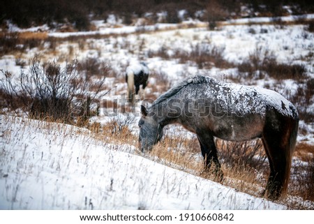 Mongolian horses 