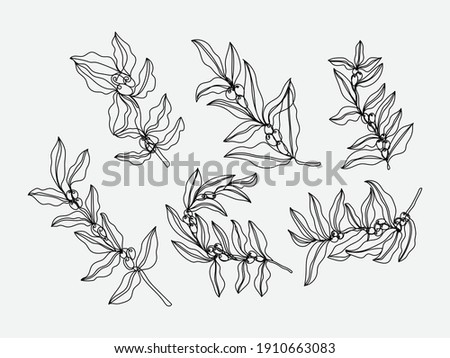 Coffee tree branch continuous line vector drawing. Isolated on a white background.