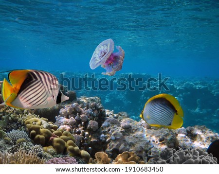     Tropical fish and corals. Red Sea. Egypt.                          