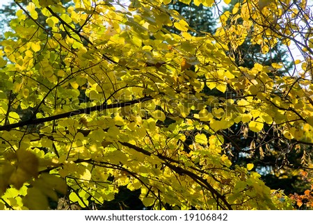 Multi-coloured autumn leaves on trees