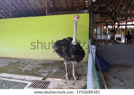 The common ostrich. is a species of large flightless bird native to certain large areas of Africa.