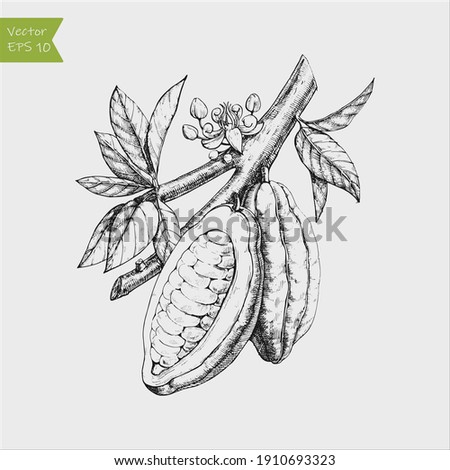 Grunge vector illustration hand drawn cocoa beans on branch Royalty-Free Stock Photo #1910693323
