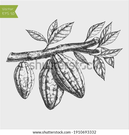 engraved vector illustration hand drawn cocoa beans on branch Royalty-Free Stock Photo #1910693332